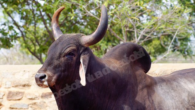Lote em leilao em Brasil