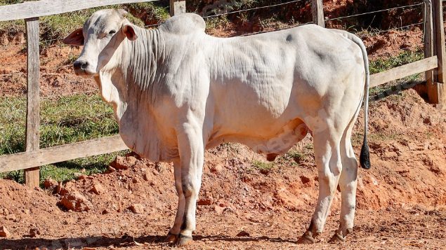 Lote em leilao em Pratápolis/MG