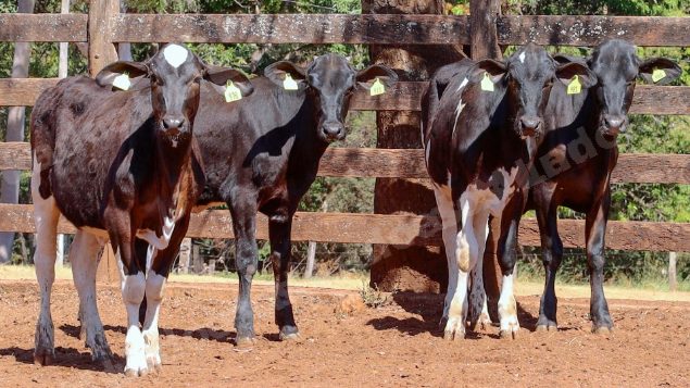 Lote em leilao em Cristalina/GO