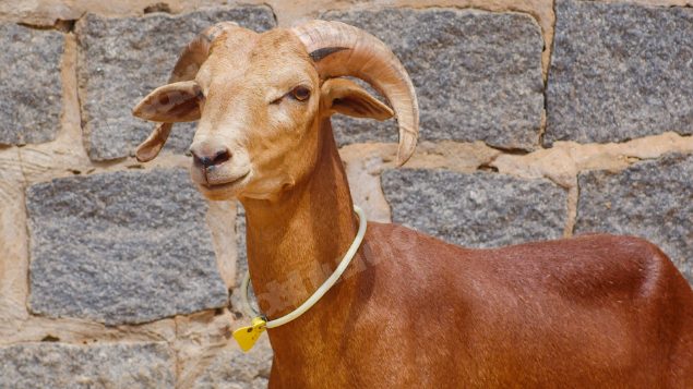 Lote em leilao em Taperoá/PB