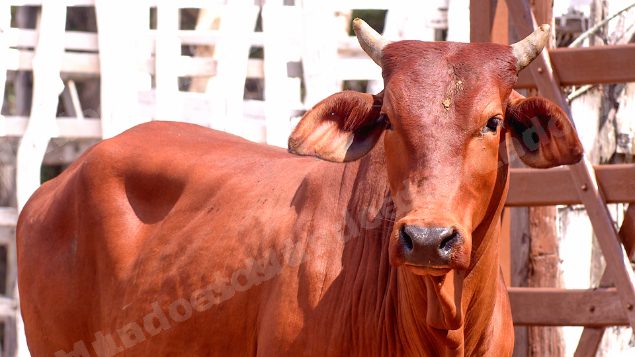 Lote em leilao em Brasil