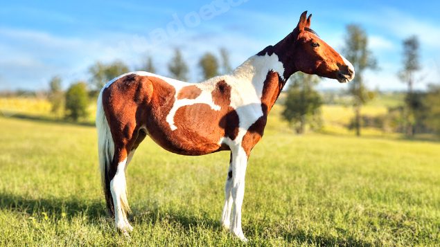 Lote em leilao em Brasil