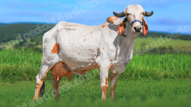 Lote em leilao em Brasil