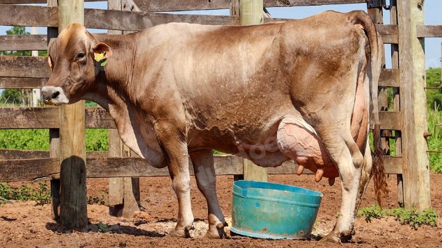 Lote em leilão em Jataí/GO - Lote 17