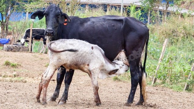 Lote em leilao em Silveiras/SP