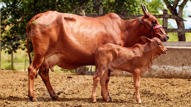 Lote em leilão em Brasil - Lote 102