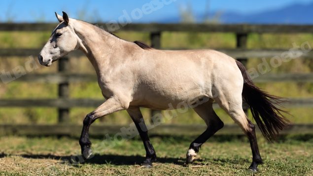 Lote em leilao em Brasil