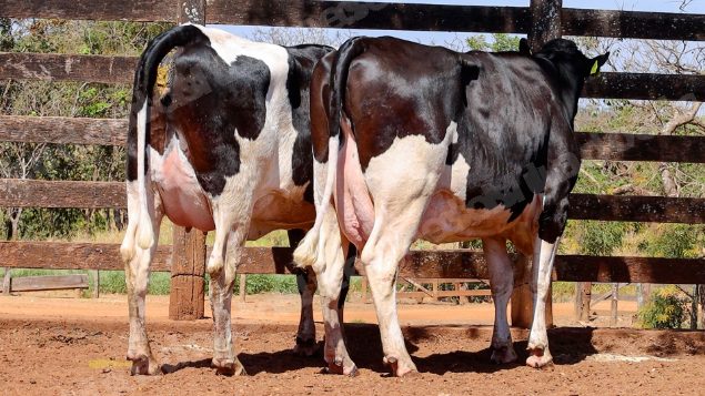 Lote em leilao em Cristalina/GO