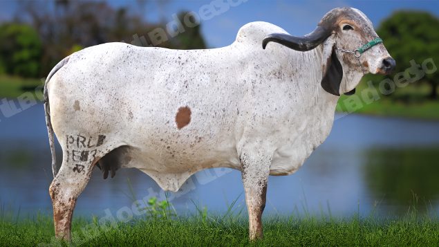 Lote em leilao em Carmo da Mata/MG