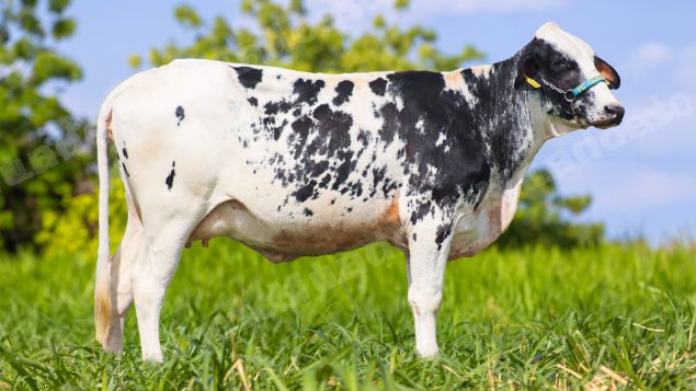 Lote em leilão em Brasil - Lote 290