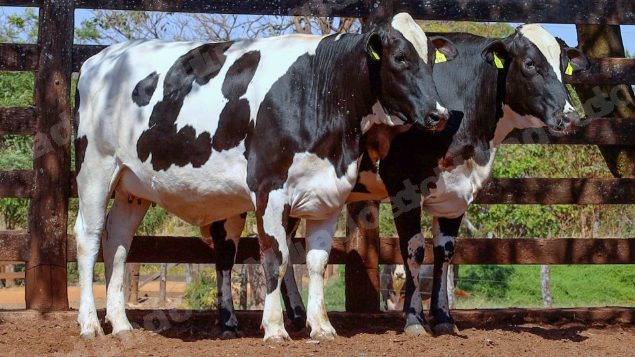 Lote em leilao em Cristalina/GO