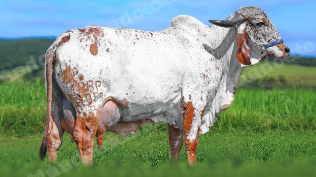 Veiculo em leilao em Brasil
