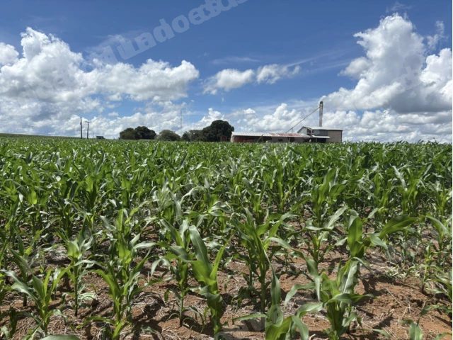 Terreno em leilão em Novo São Joaquim/MT