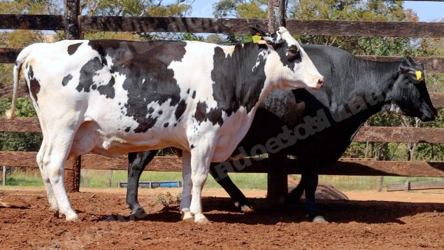 Lote em leilao em Cristalina/GO