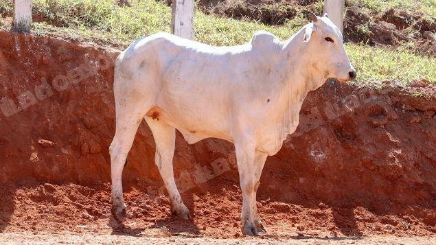 Lote em leilao em Pratápolis/MG