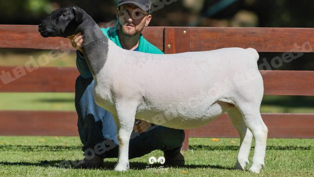 Lote em leilao em Brasil