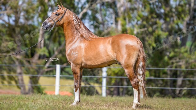 Lote em leilão em Brasil - Lote 293