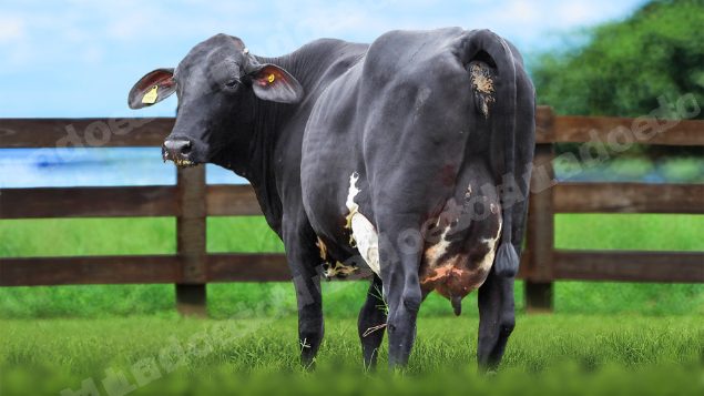 Lote em leilao em Itirapuã/SP - Lote 20