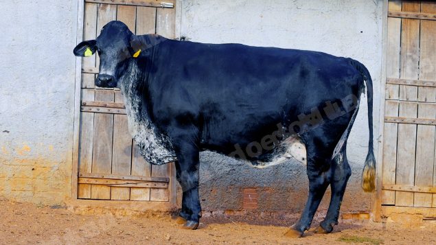 Lote em leilao em Cristalina/GO