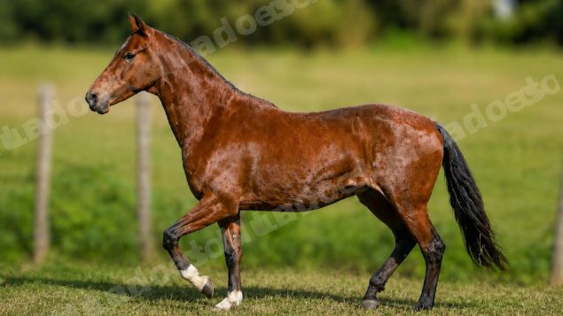 Lote em leilao em Brasil