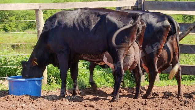 Lote em leilão em Jataí/GO - Lote 19