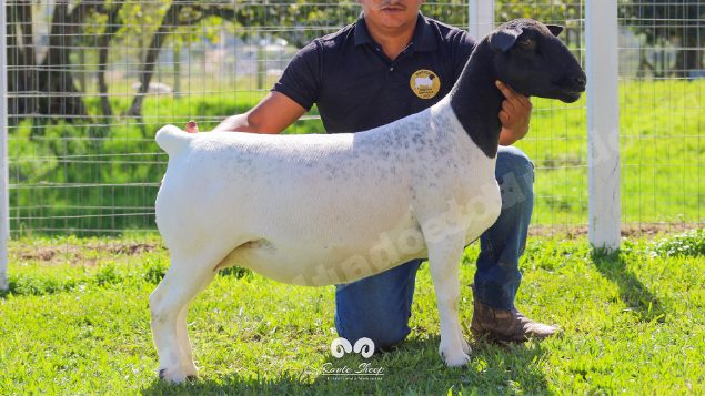 Lote em leilao em Brasil