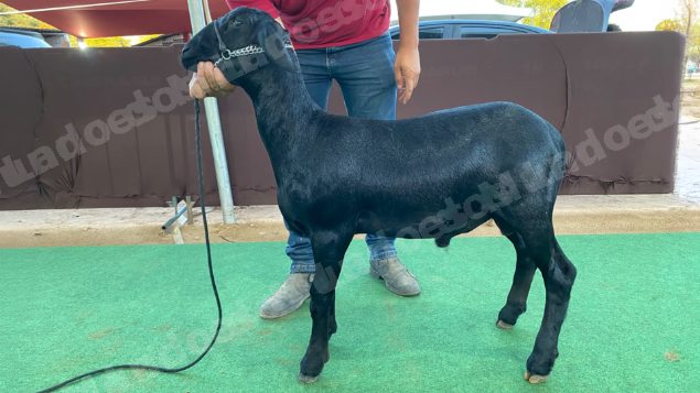 Animais em leilão em Brasil - Lote 8