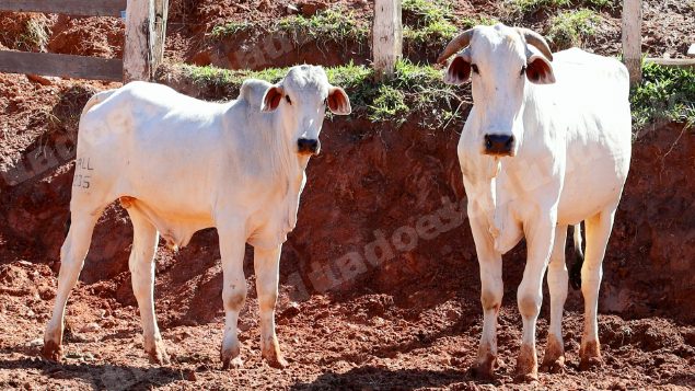 Lote em leilao em Pratápolis/MG