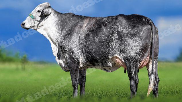 Lote em leilao em Miradouro/MG