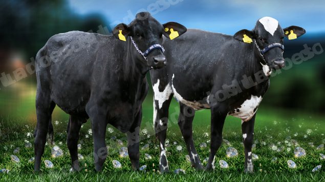 Lote em leilão em Brasil - Lote 47
