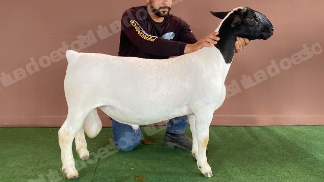 Lote em leilão em Brasil - Lote 227