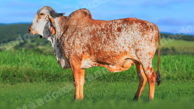 Lote em leilao em Brasil