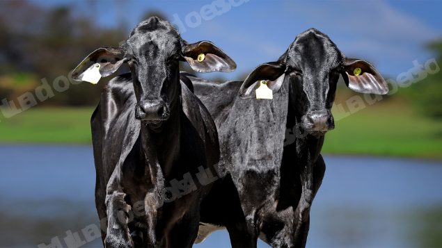 Lote em leilao em Carmo da Mata/MG