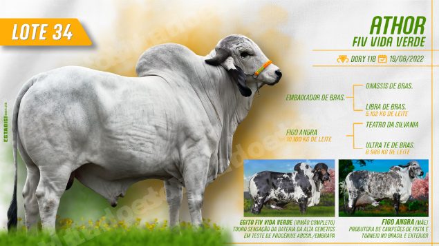 Lote em leilão em Jales/SP - Lote 10