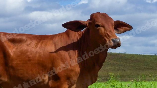 Lote em leilao em Brasil
