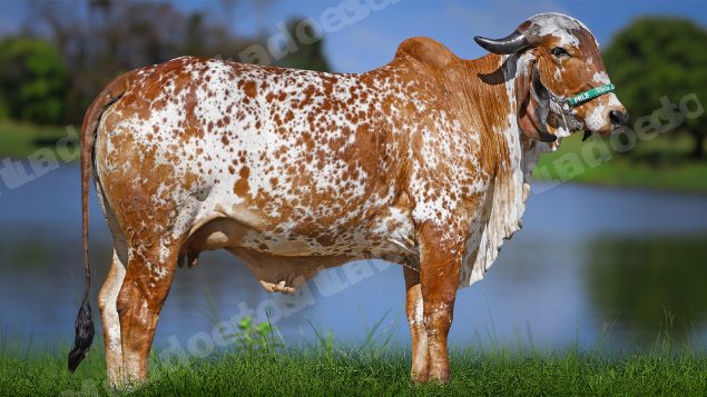 Lote em leilao em Carmo da Mata/MG