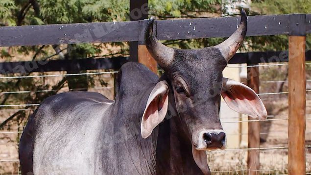 Lote em leilao em Santa Luzia/PB