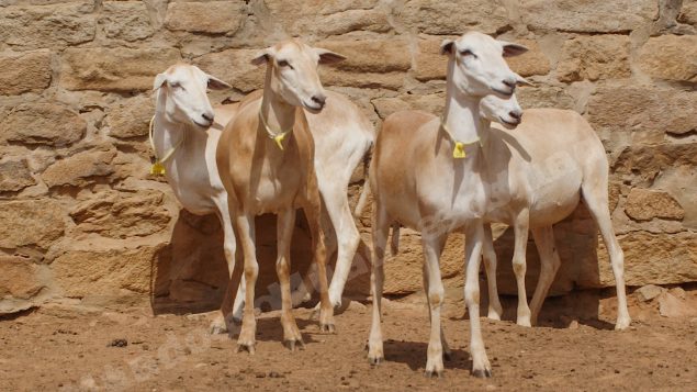 Lote em leilao em Taperoá/PB