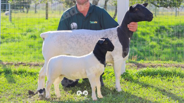 Lote em leilao em Brasil