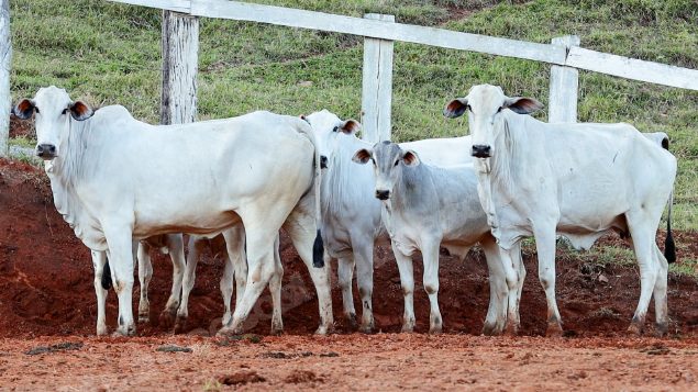 Lote em leilao em Pratápolis/MG