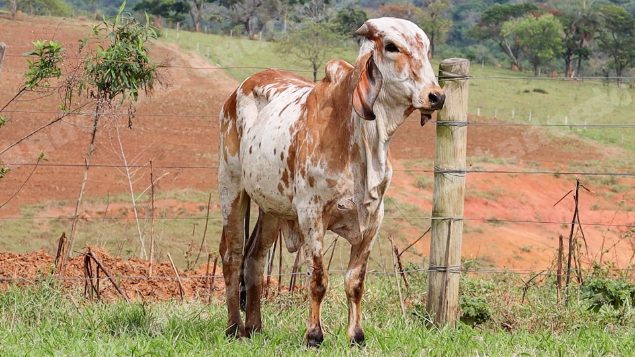 Lote em leilão em Dores do Indaiá/MG - Lote 7