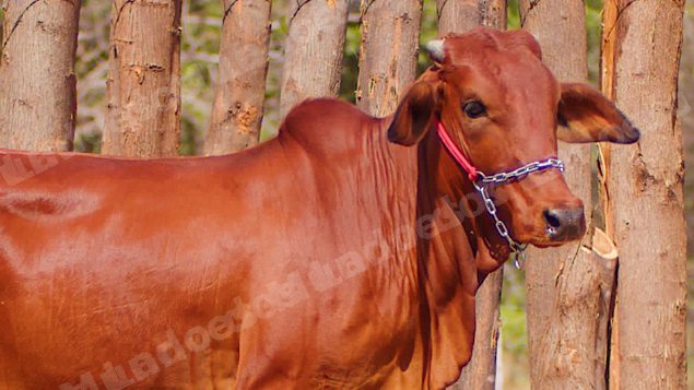 Lote em leilão em Brasil - Lote 141
