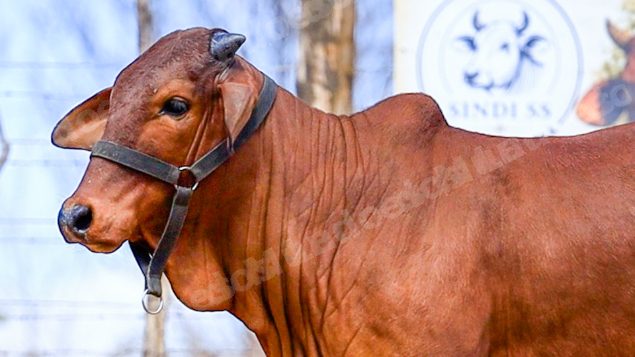 Lote em leilao em Brasil - Lote 615
