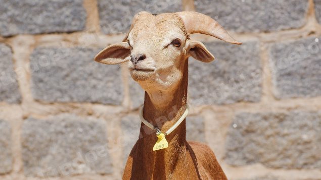 Lote em leilao em Taperoá/PB