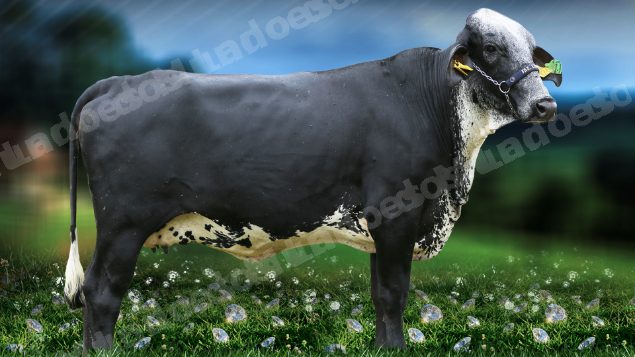 Lote em leilão em Brasil - Lote 55