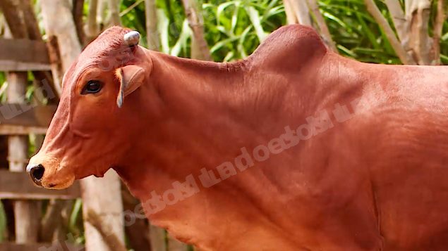 Joias e relógios em leilão em Brasil - Lote 26