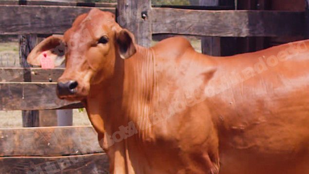 Lote em leilão em Brasil - Lote 155