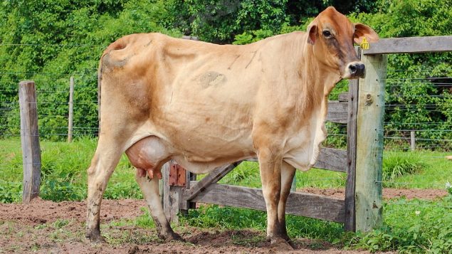 Lote em leilão em Jataí/GO - Lote 20