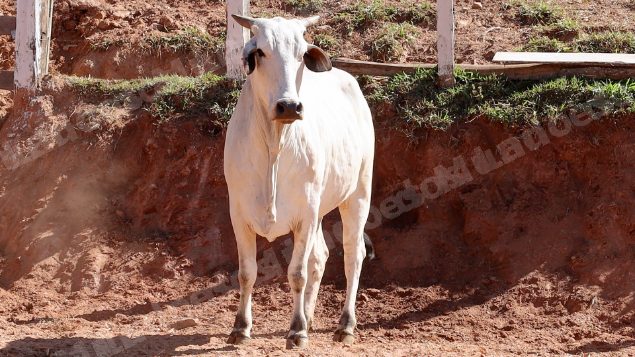 Lote em leilao em Pratápolis/MG