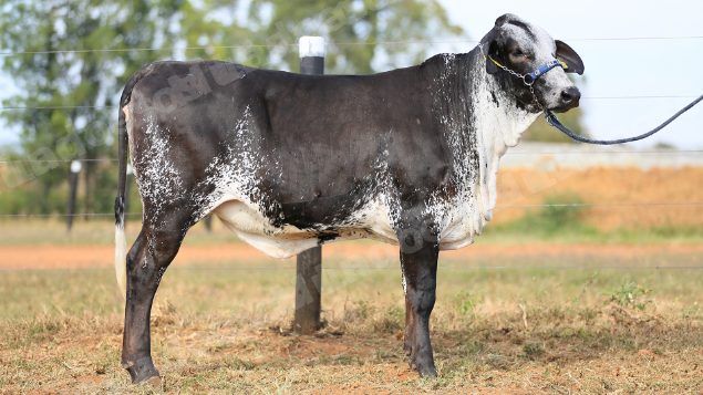 Lote em leilao em Brasil
